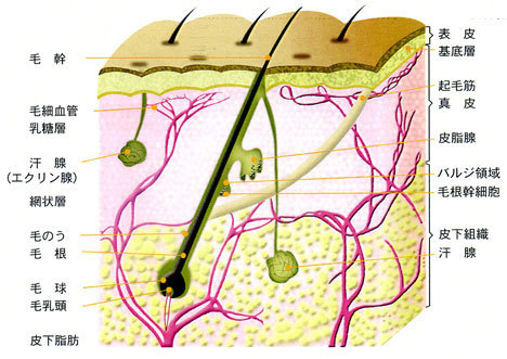 肌断面図.jpg